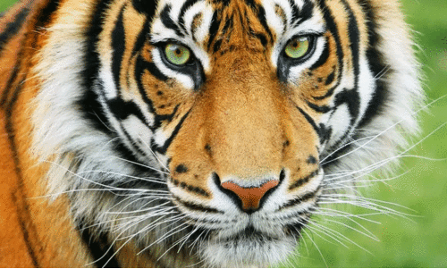 മൂ​ട​ക്കൊ​ല്ലി​യി​ൽ ക​ടു​വ​ഭീ​തി  ഒ​ഴി​യു​ന്നി​ല്ല