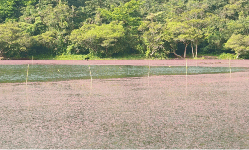 പൂക്കോട് തടാകത്തെ കൊല്ലണോ?