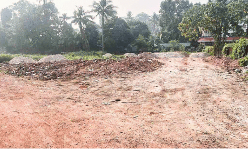 paddy field and wetland