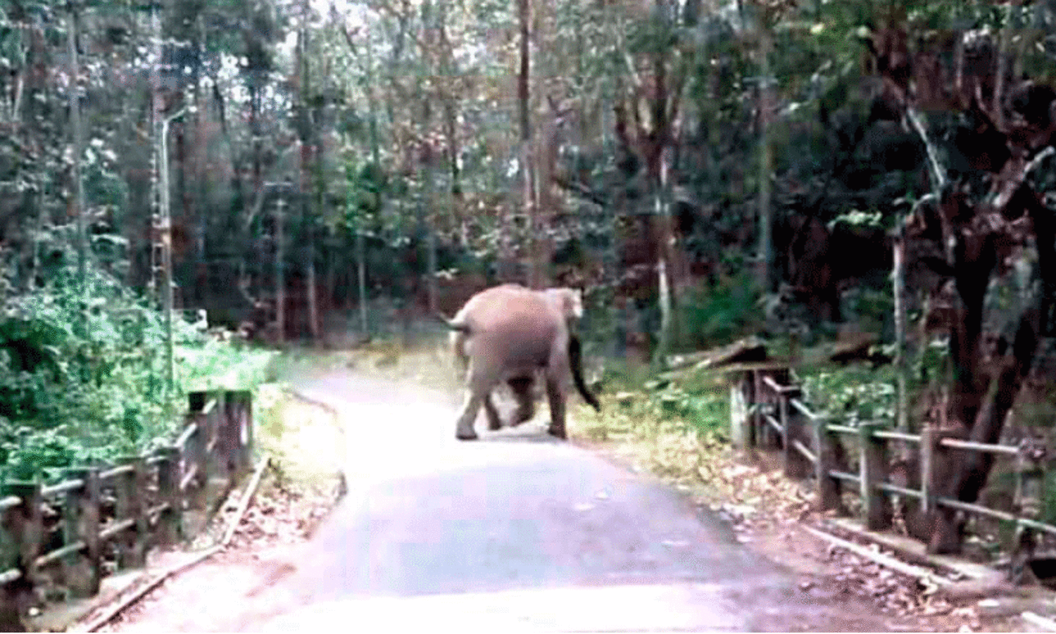 wild elephant menace