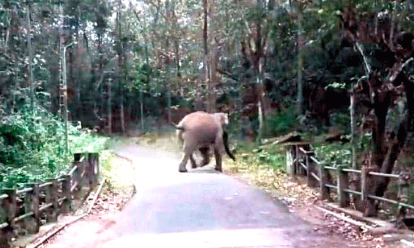 wild elephant menace
