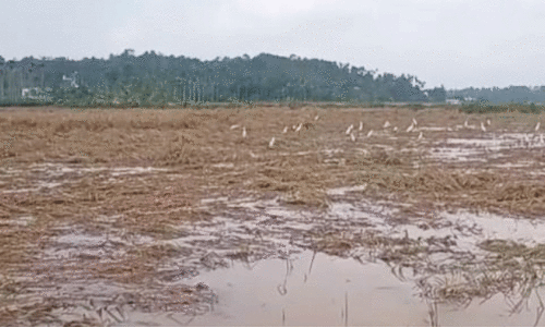 paddy field paddy field
