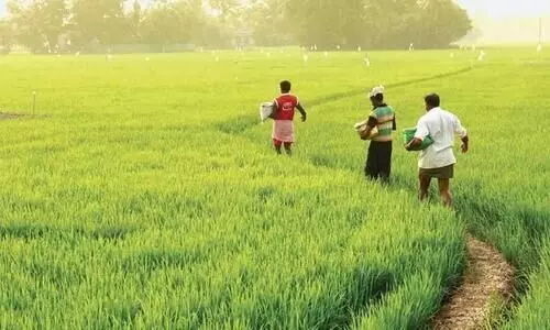 image of kuttanad fields
