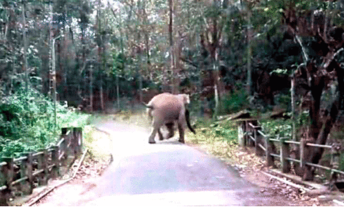 wild elephant menace wild elephant menace