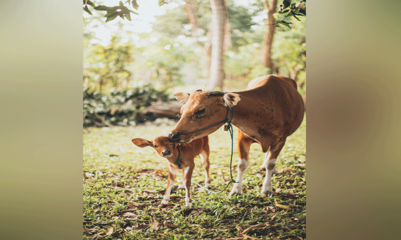 കരുതൽ വേണം  കാലിത്തീറ്റയിലും