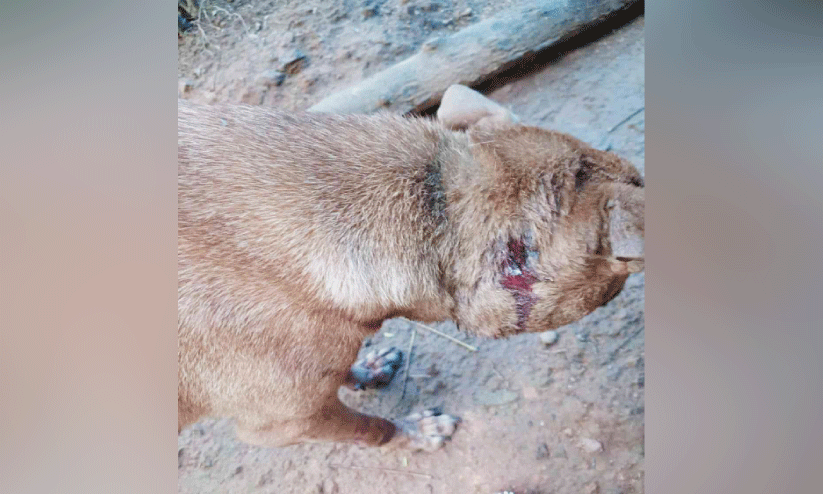 വന്യജീവി പുലിതന്നെയെന്ന് നാട്ടുകാർ; ഭീതിയോടെ മലയോരം വന്യജീവി പുലിതന്നെയെന്ന് നാട്ടുകാർ; ഭീതിയോടെ മലയോരം