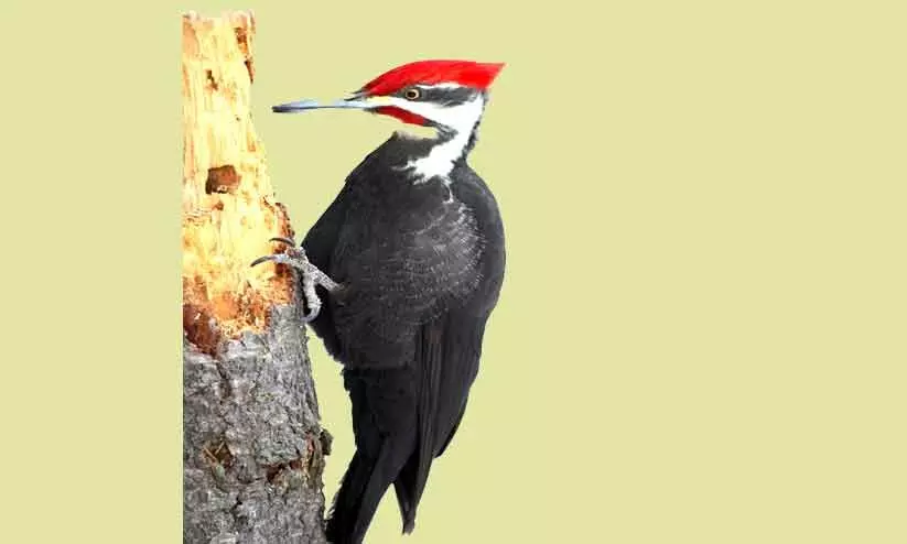 തെളിയാത്ത ഞാൻ തെളിയാത്ത ഞാൻ