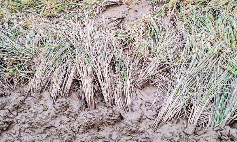 rice plant rice plant