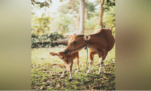 കരുതൽ വേണം  കാലിത്തീറ്റയിലും