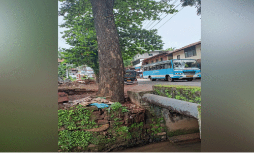 കാരക്കുന്നത്ത് റോഡരികിലെ മരം അപകട ഭീഷണി