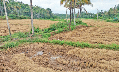 കാലംതെറ്റി മഴ; പാടങ്ങളിൽനിന്ന് നെല്ലും പുല്ലും മാറ്റാനാവാതെ കർഷകർ