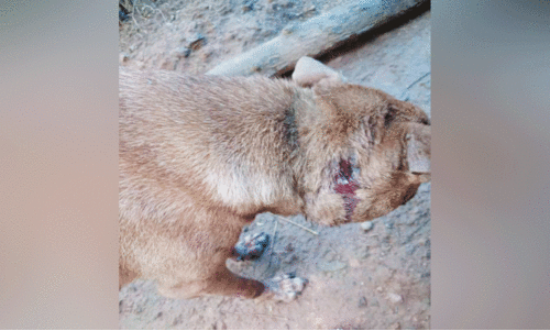 വന്യജീവി പുലിതന്നെയെന്ന് നാട്ടുകാർ; ഭീതിയോടെ മലയോരം