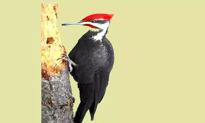 തെ​​ളി​​യാ​​ത്ത ഞാ​​ൻ