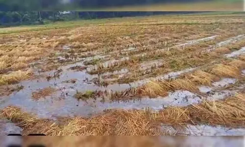 ആ​റ്റ​പ്പാ​ട​ത്ത് നെ​ൽ​വ​യ​ലി​ൽ ക​നാ​ൽ വെ​ള്ളം എ​ത്തി​യ​പ്പോ​ൾ