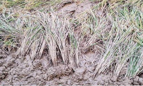 rice plant rice plant