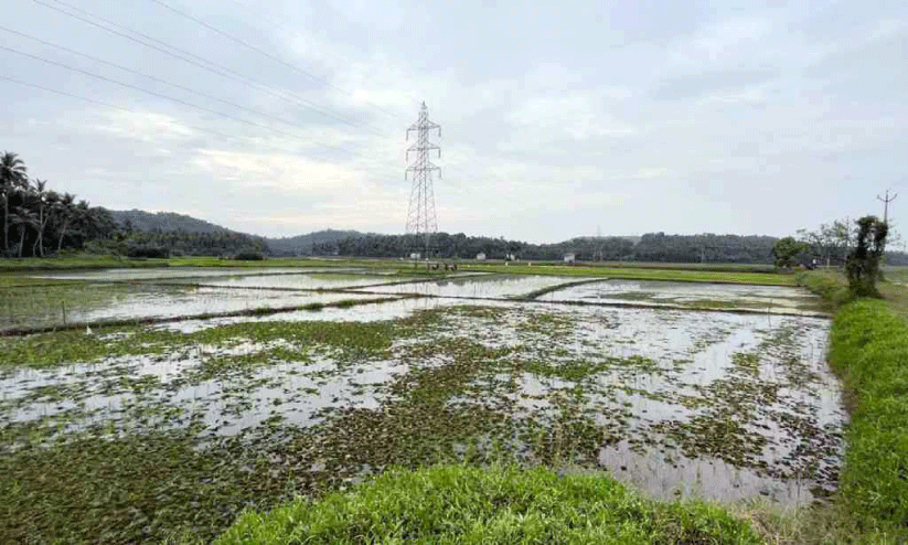 പെരുമഴ: ചെരണ്ടത്തൂർ ചിറയിൽ    ആശങ്കയൊഴിയാതെ കർഷകർ