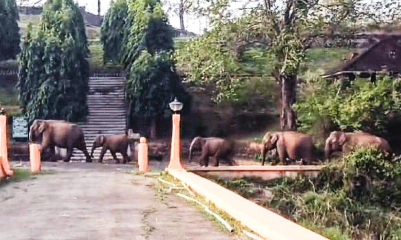 wild elephant wild elephant