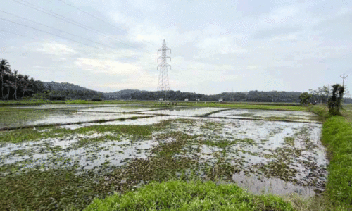 പെരുമഴ: ചെരണ്ടത്തൂർ ചിറയിൽ    ആശങ്കയൊഴിയാതെ കർഷകർ
