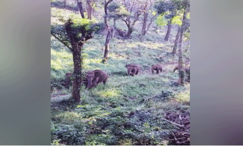 കാട്ടാനക്കൂട്ടമിറങ്ങിയാലെന്തു കാട്ടാനാ! കാട്ടാനക്കൂട്ടമിറങ്ങിയാലെന്തു കാട്ടാനാ!