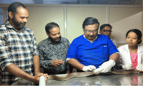 മൂർഖൻമാർ ശൗര്യമടക്കി ഓപറേഷൻ ടേബിളിൽ