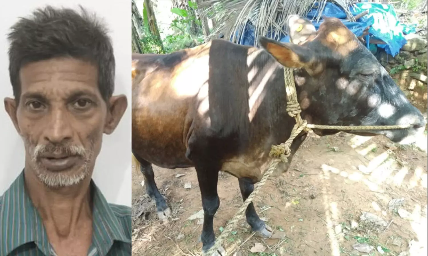 പശുവിന്‍റെ മുഖത്ത്​ ആസിഡ്​ ഒഴിച്ച്​ ക്രൂരത; യുവാവ്​ പിടിയിൽ; ഒരു കണ്ണിന്​ കാഴ്ച നഷ്ടം