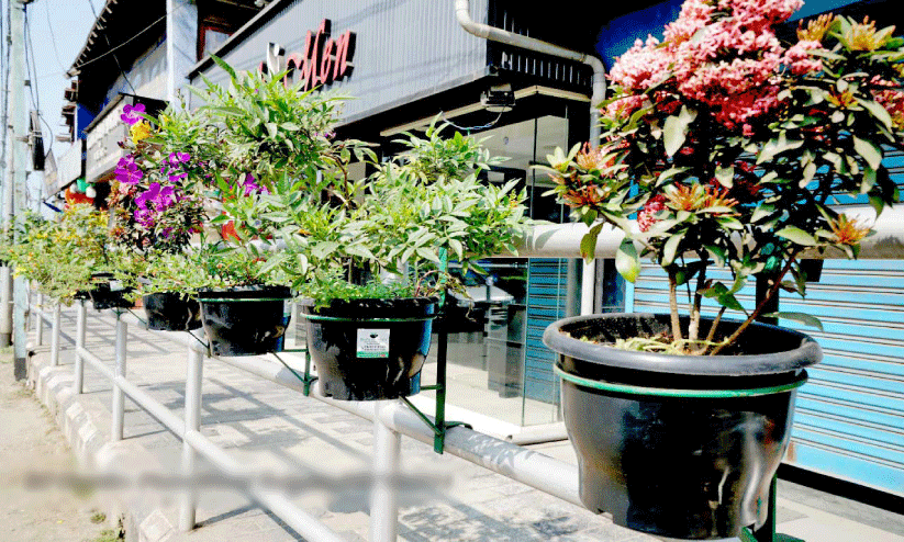 ദേശീയപാതയോരത്തെ വര്ണച്ചെടികള് ദേശീയപാതയോരത്തെ വര്ണച്ചെടികള്