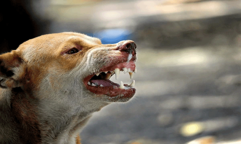 പുന്നാട്  വിദ്യാർഥിയുൾപ്പെടെ 13 പേർക്ക് പേപ്പട്ടിയുടെ കടിയേറ്റു