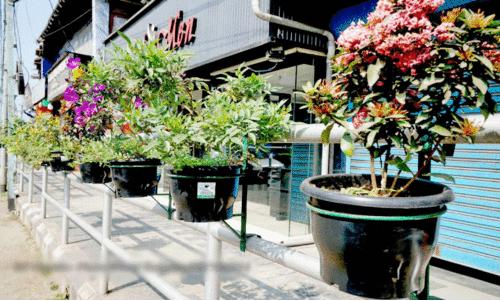 ദേ​ശീ​യ​പാ​ത​യോ​ര​ത്തെ വ​ര്‍ണ​ച്ചെ​ടി​ക​ള്‍