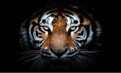 കടുവ ഭീതിയിൽ ശശിമല