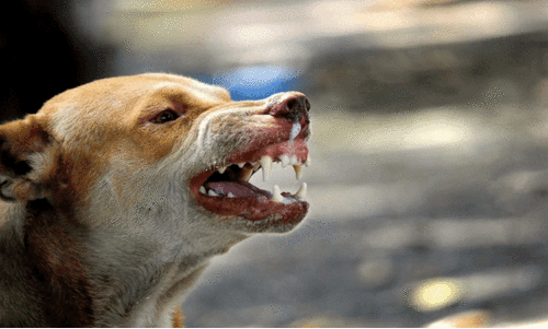 പുന്നാട്  വിദ്യാർഥിയുൾപ്പെടെ 13 പേർക്ക് പേപ്പട്ടിയുടെ കടിയേറ്റു