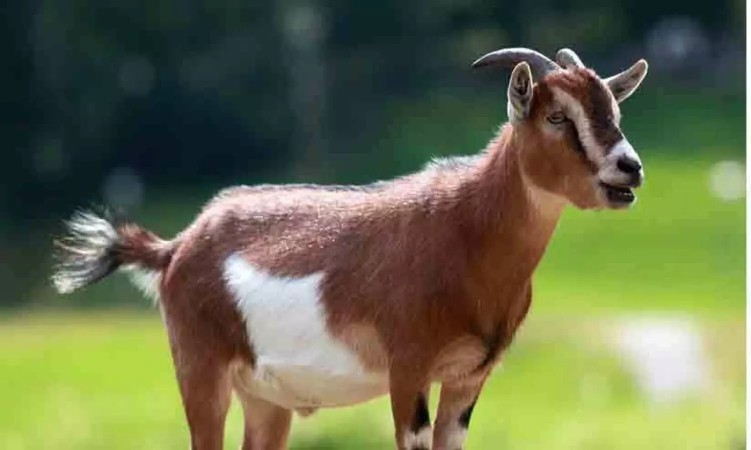 missing goat