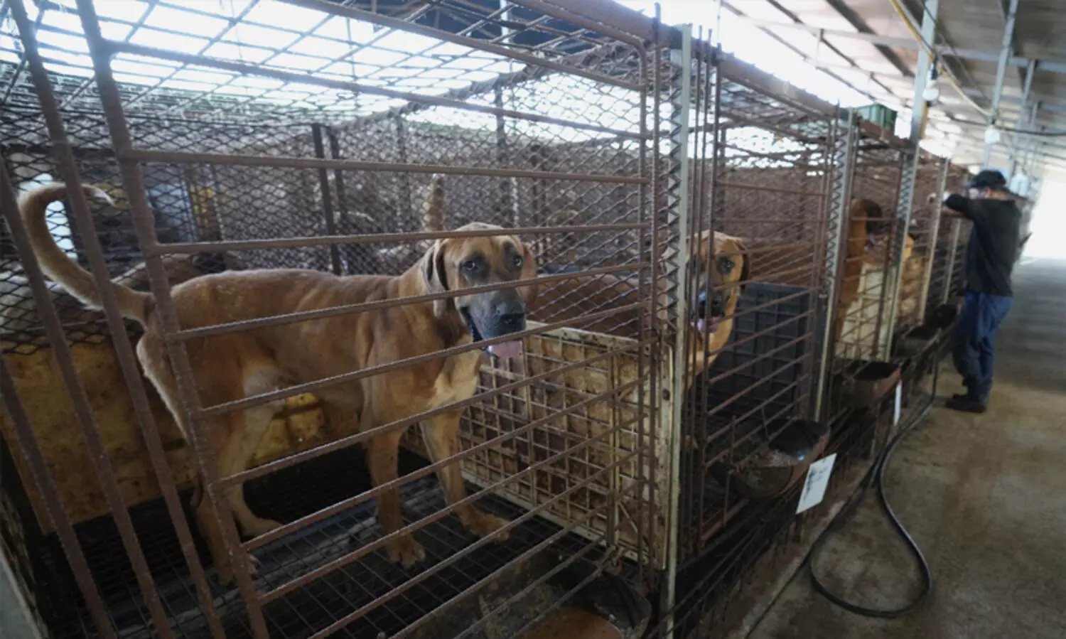 ദക്ഷിണ കൊറിയയിൽ നായ മാംസം നിരോധിച്ചു