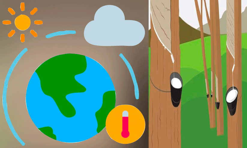 കാലംതെറ്റിയ കാലാവസ്ഥ; കർഷകർക്ക്​ തലവേദന