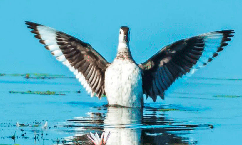നീര്പ്പക്ഷി കണക്കെടുപ്പ് ഇന്ന് നീര്പ്പക്ഷി കണക്കെടുപ്പ് ഇന്ന്