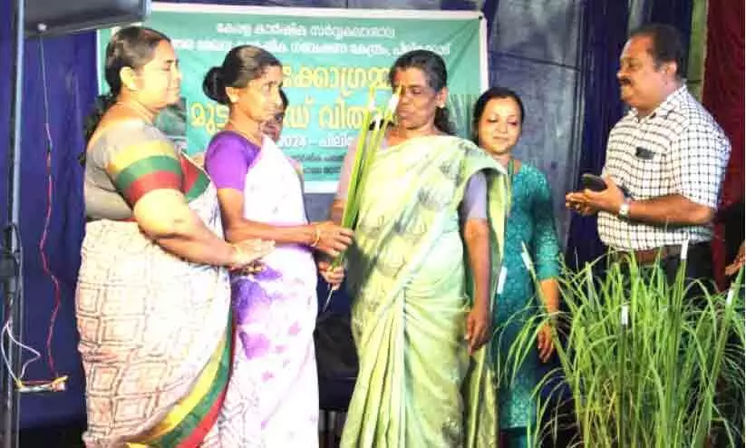 കർഷകർ ഇനി തൃശൂരിൽ പോവേണ്ട; ട്രൈക്കോഗ്രമ്മ മിത്രകീട ഉൽപാദന യൂനിറ്റ് പിലിക്കോടും കർഷകർ ഇനി തൃശൂരിൽ പോവേണ്ട; ട്രൈക്കോഗ്രമ്മ മിത്രകീട ഉൽപാദന യൂനിറ്റ് പിലിക്കോടും