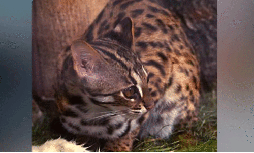 രണ്ടാംപാടത്ത് പുലിപ്പൂച്ചയുടെ കാൽപാട് രണ്ടാംപാടത്ത് പുലിപ്പൂച്ചയുടെ കാൽപാട്