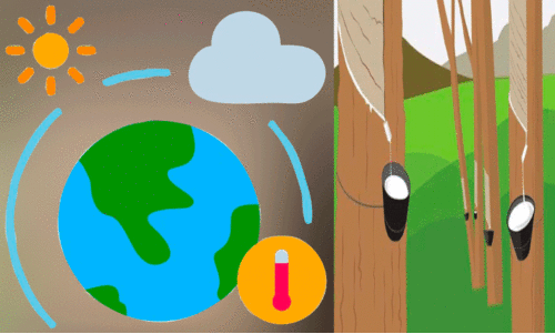 കാലംതെറ്റിയ കാലാവസ്ഥ; കർഷകർക്ക്​ തലവേദന