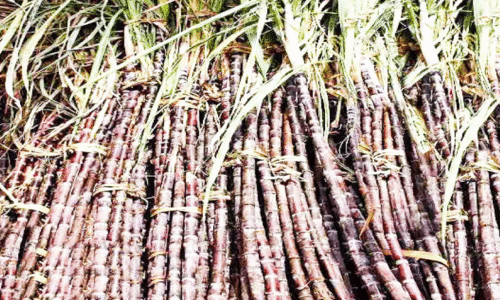 തൈപ്പൊങ്കലിനെ വരവേല്‍ക്കാന്‍ തമിഴ് ജനത ഒരുങ്ങി