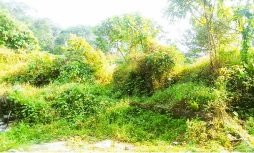 മാങ്കുളത്ത് എന്നുവരും ബസ്​ സ്റ്റാൻഡ്​?അരക്കോടി മുടക്കിയ സ്ഥലം കാടുകയറി