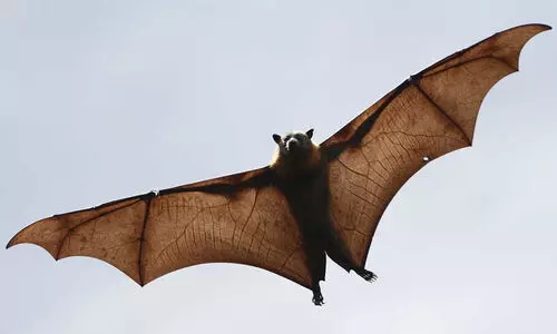 താ​യ്‍ല​ൻ​ഡി​ൽ പു​തി​യ വ​വ്വാ​ൽ വൈ​റ​സ് ക​ണ്ടെ​ത്തി; ജാ​ഗ്ര​ത