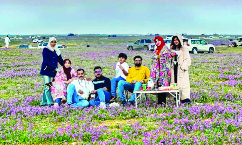 മ​രു​ഭൂ​നി​ല​ങ്ങ​ളി​ൽ പൂ​ത്ത്​ മലർന്ന് ലാ​വ​ൻ​ഡ​ർ, മ​നം നി​റ​ഞ്ഞ്​ സ​ന്ദ​ർ​ശ​ക​ർ