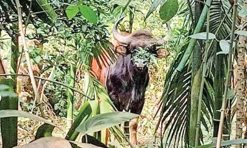 wild buffalo wild buffalo