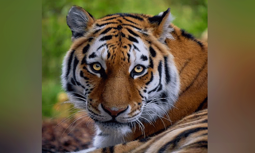 വാകേരിയിൽ വീണ്ടും കടുവ ആക്രമണം വാകേരിയിൽ വീണ്ടും കടുവ ആക്രമണം