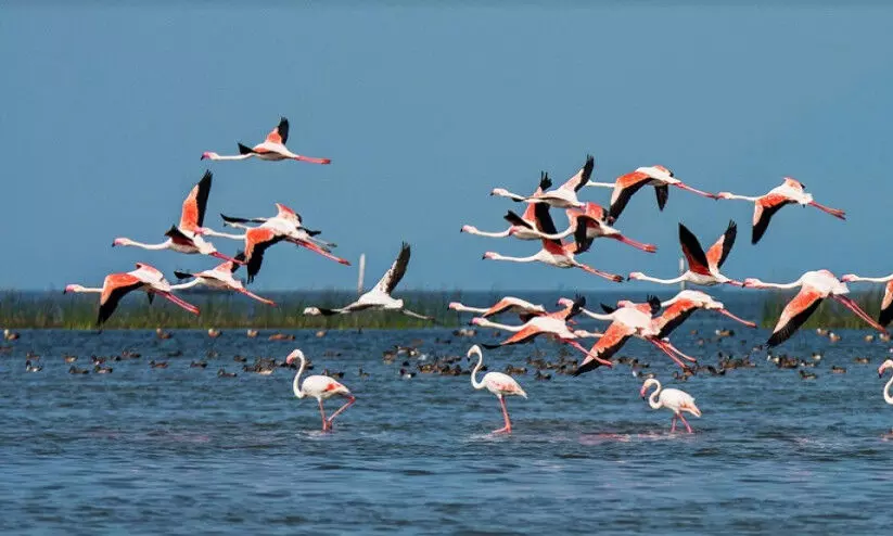 ഒഡിഷയിലെ ഹിരാക്കുഡ് റിസർവോയറിൽ 3.42 ലക്ഷത്തിലധികം ദേശാടന പക്ഷികളെ കണ്ടെത്തി ഒഡിഷയിലെ ഹിരാക്കുഡ് റിസർവോയറിൽ 3.42 ലക്ഷത്തിലധികം ദേശാടന പക്ഷികളെ കണ്ടെത്തി