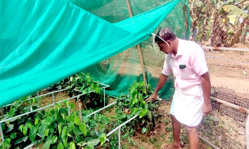 കൗതുകമായി കൊട്ടിയൂർ പെപ്പർ