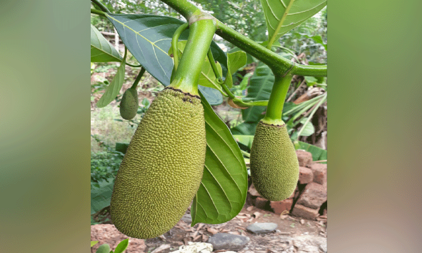 രുചിയുടെ ചക്കക്കാലമായി രുചിയുടെ ചക്കക്കാലമായി