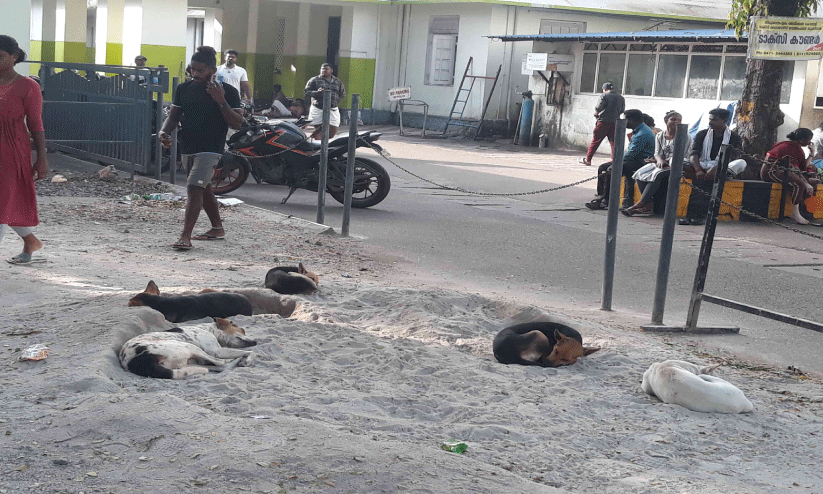 എസ്.എ.ടി ആശുപത്രി പരിസരം തെരുവുനായ്ക്കളുടെ വിഹാരകേന്ദ്രം