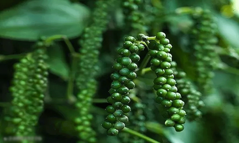 ക​റു​ത്ത പൊ​ന്നി​ന്റെ വി​ള​വെ​ടു​പ്പി​ന്‌ തു​ട​ക്ക​മാ​യി