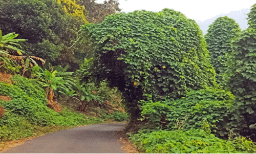 ക​ക്ക​യം ഡാം​സൈ​റ്റ് റോ​ഡി​ൽ വാ​ഹ​ന​ങ്ങ​ളു​ടെ കാ​ഴ്ച മ​റ​ച്ച് തോ​ട്ട​പ്പ​യ​ർ വ​ള്ളി പ​ട​രു​ന്നു