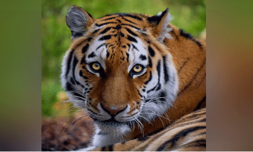 വാ​കേ​രി​യി​ൽ വീ​ണ്ടും ക​ടു​വ ആ​ക്ര​മ​ണം